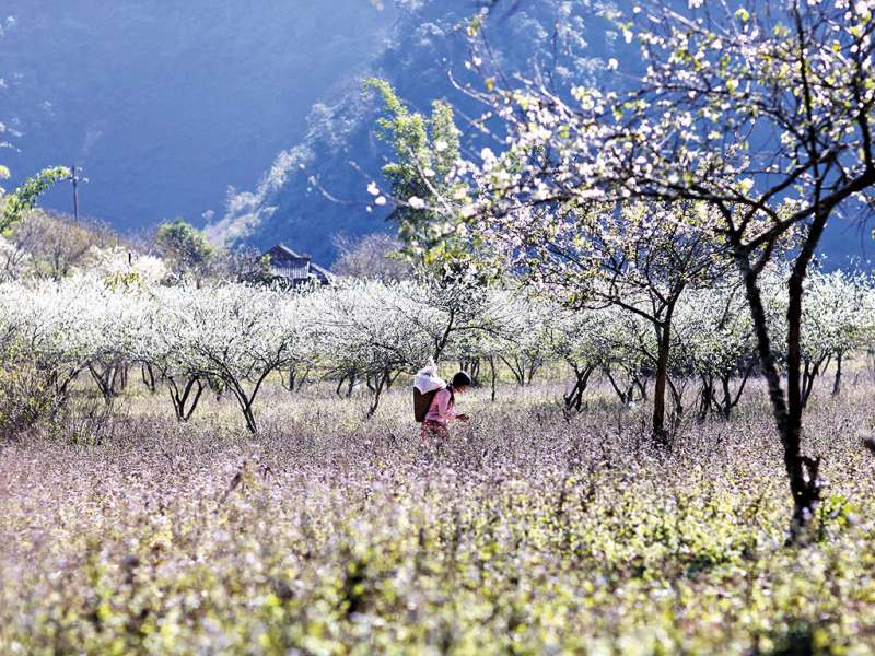 Đắm say mùa hoa xuân bung nở khắp núi đồi tháng 3